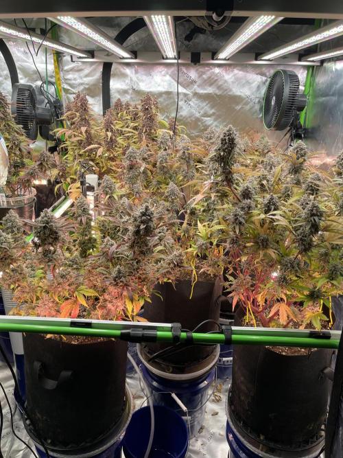 Pinot Noir Auto- Mephisto. Week 13