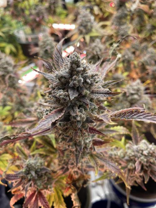 Pinot Noir Auto- Mephisto. Week 13