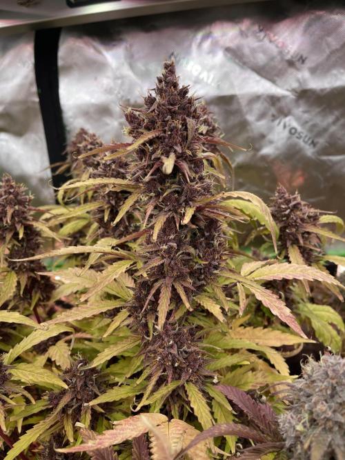 Pinot Noir Auto- Mephisto. Week 13