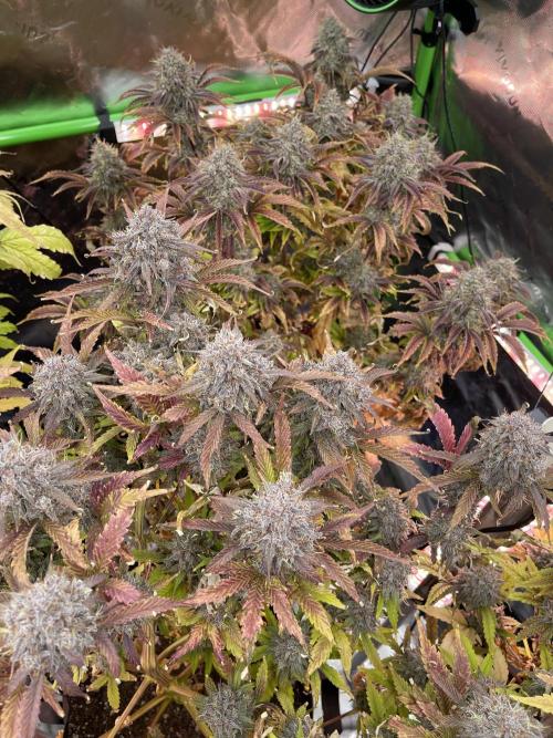 Pinot Noir Auto- Mephisto. Week 13