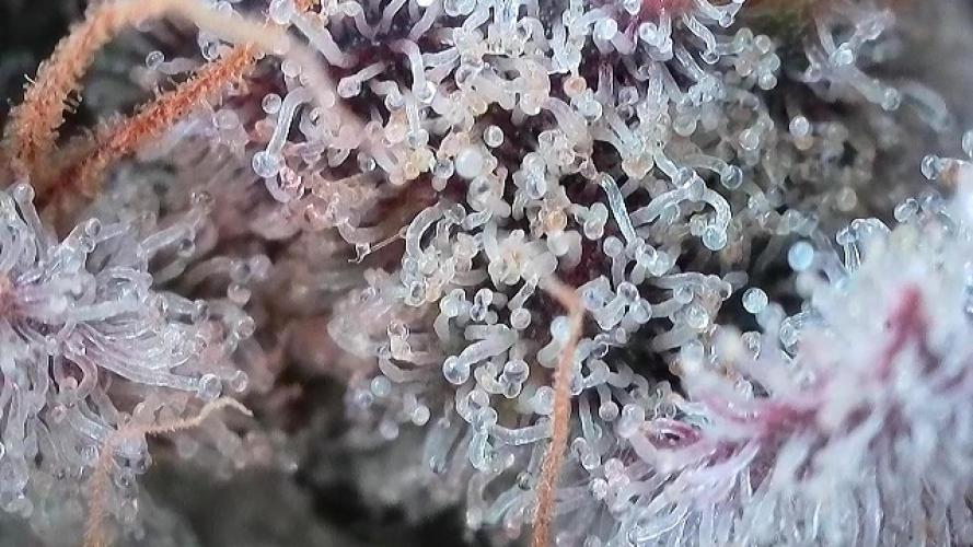 Pinot Noir Auto- Mephisto. Week 13