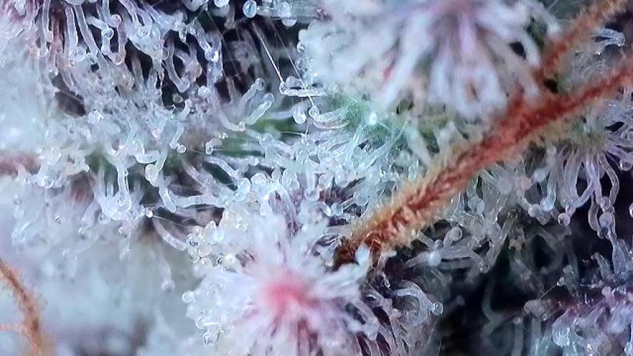 Pinot Noir Auto- Mephisto. Week 13