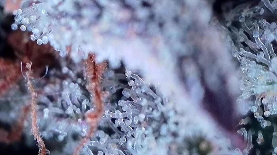 Pinot Noir Auto- Mephisto. Week 13