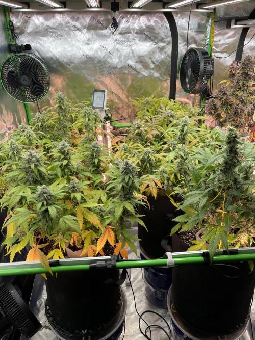 Ice Cream Paint Job. Week 9