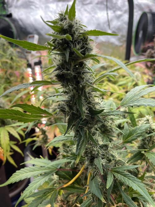 Ice Cream Paint Job. Week 9