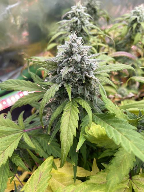 Ice Cream Paint Job. Week 9