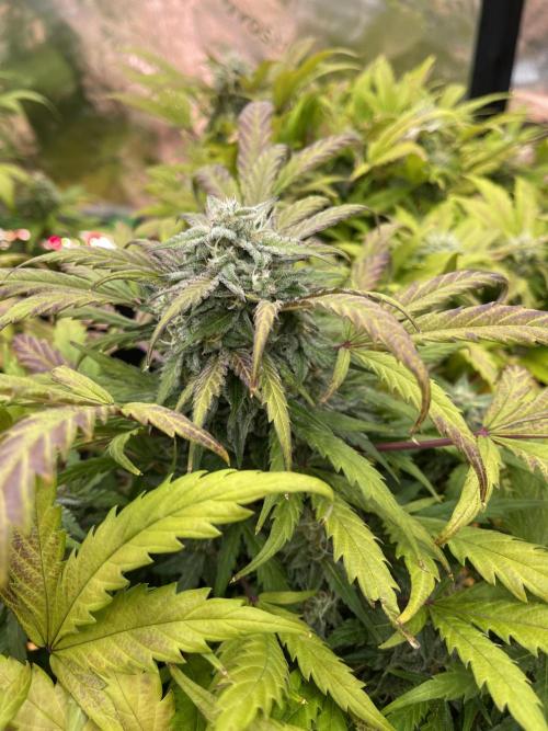 Ice Cream Paint Job. Week 9