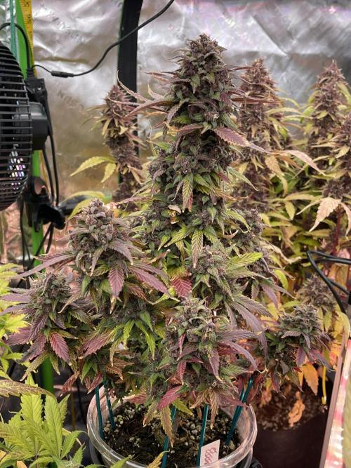 Ice Cream Paint Job. Week 9