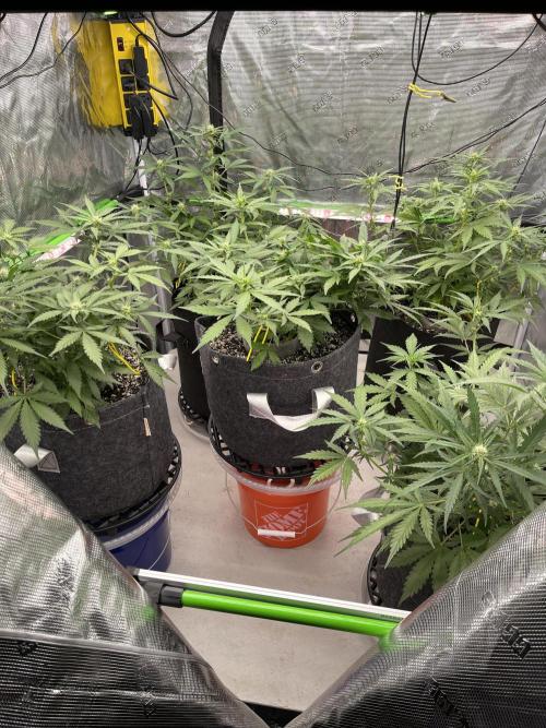 Sour Black Cherry Haze. Week 6