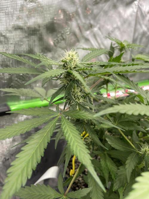 Sour Black Cherry Haze. Week 6