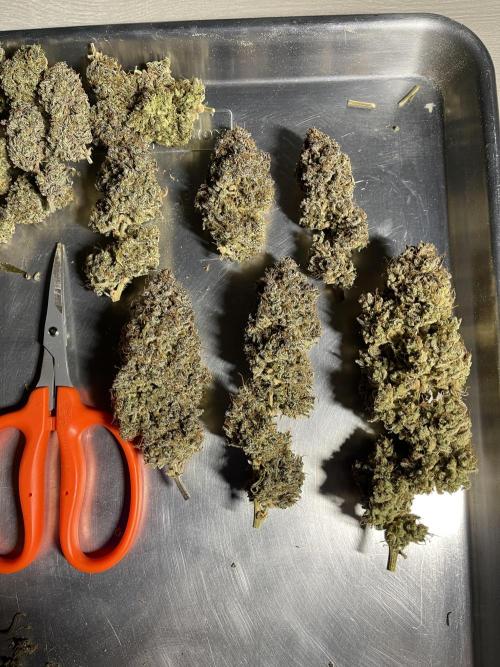 Pinot Noir Auto- Mephisto. Week 14