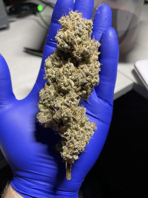 Pinot Noir Auto- Mephisto. Week 14