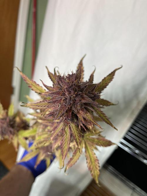 Pinot Noir Auto- Mephisto. Week 14