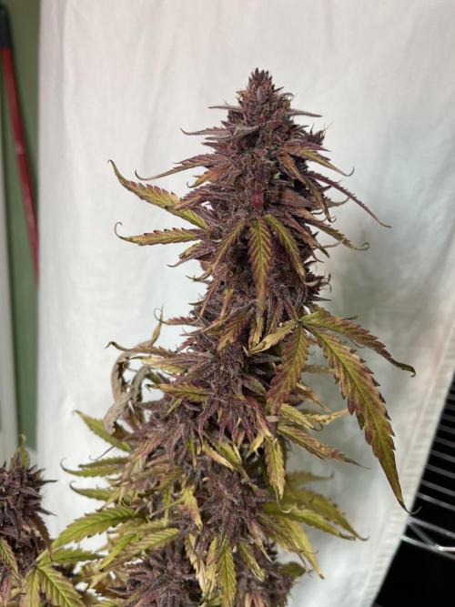 Pinot Noir Auto- Mephisto. Week 14