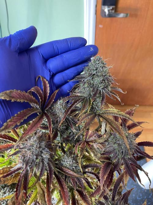 Pinot Noir Auto- Mephisto. Week 14