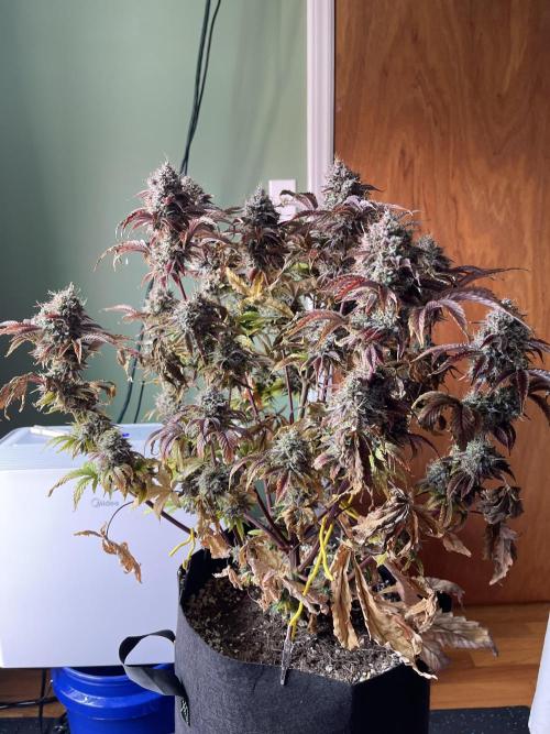 Pinot Noir Auto- Mephisto. Week 14