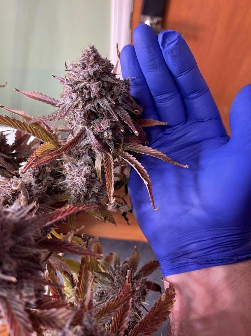 Pinot Noir Auto- Mephisto. Week 14