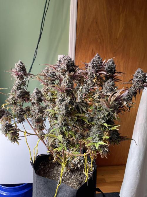 Pinot Noir Auto- Mephisto. Week 14