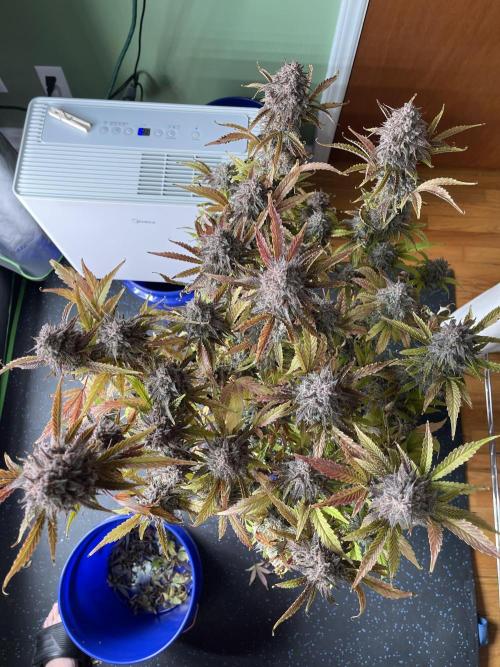 Pinot Noir Auto- Mephisto. Week 14