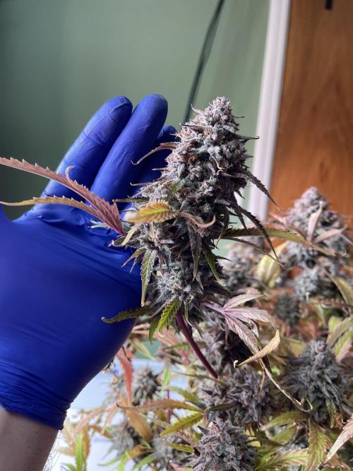 Pinot Noir Auto- Mephisto. Week 14