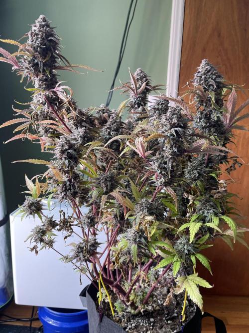 Pinot Noir Auto- Mephisto. Week 14