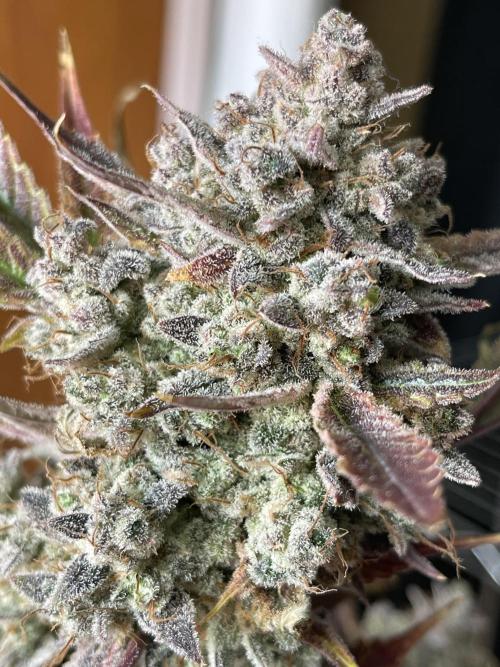 Pinot Noir Auto- Mephisto. Week 14