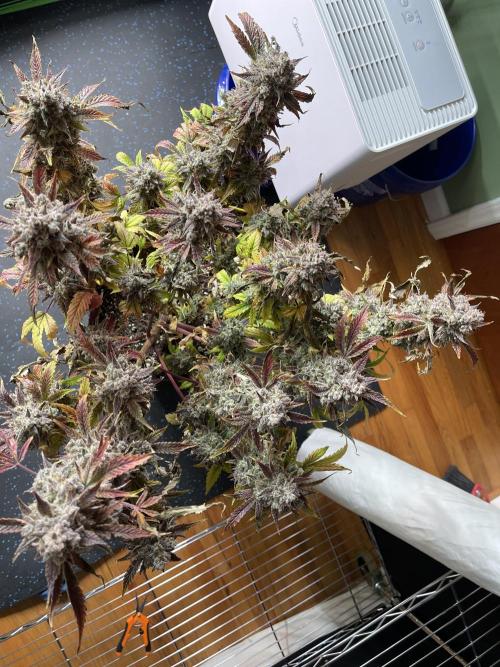 Pinot Noir Auto- Mephisto. Week 14