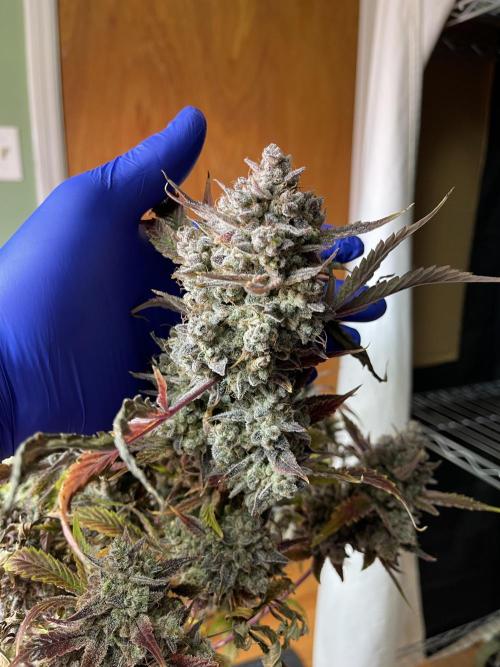 Pinot Noir Auto- Mephisto. Week 14