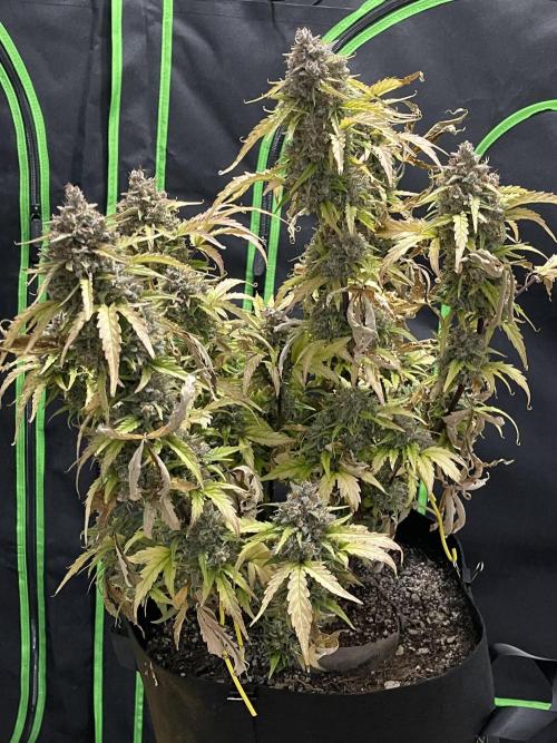Sour Black Cherry Haze. Week 12