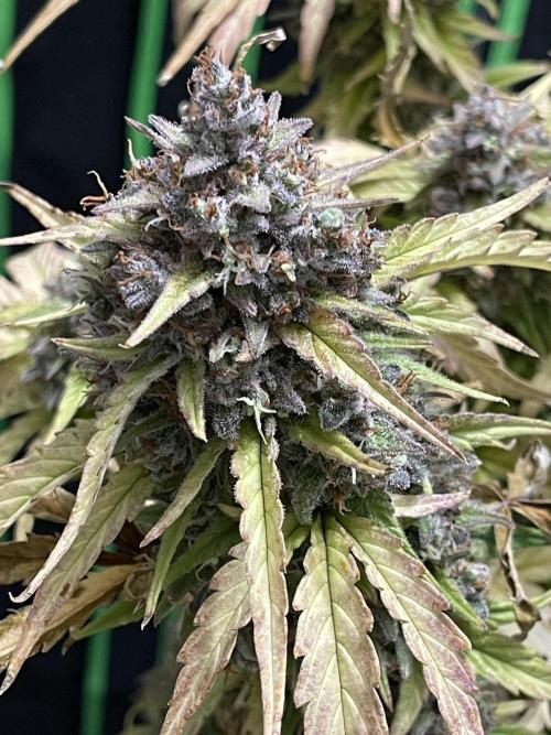 Sour Black Cherry Haze. Week 12