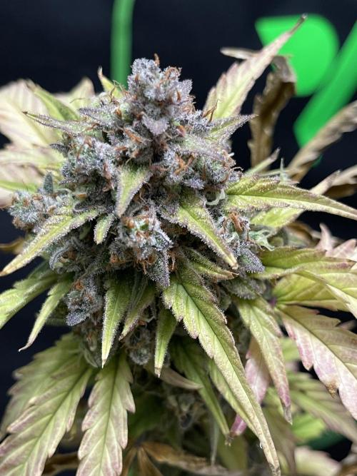Sour Black Cherry Haze. Week 12
