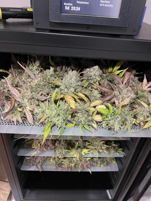 Sour Black Cherry Haze. Week 12