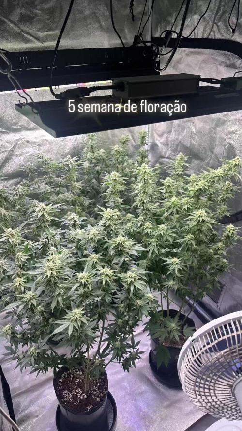 Fritter Glitter, Ocean Spray, Kings Kush