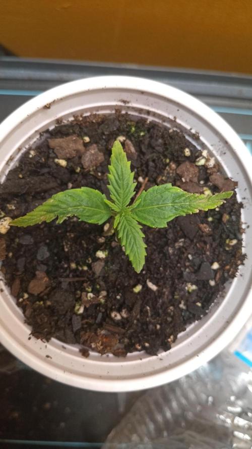 Wedding Cheesecake fast flower. Week 0 - Week 2