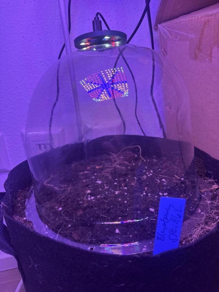 Blueberry Zkit. Week 0 - Easy Plug direkt in Erde