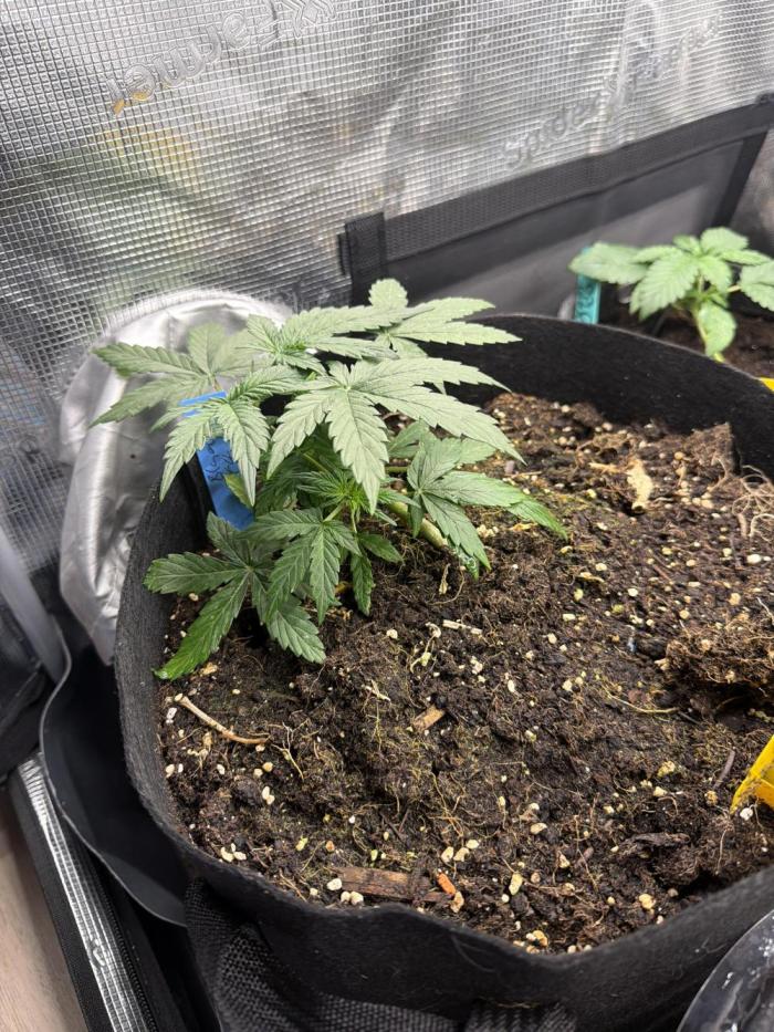 Mixed Autos. Week 4 - Start was a Bit hard but now She’s growing 
Topped her above the 4rd node