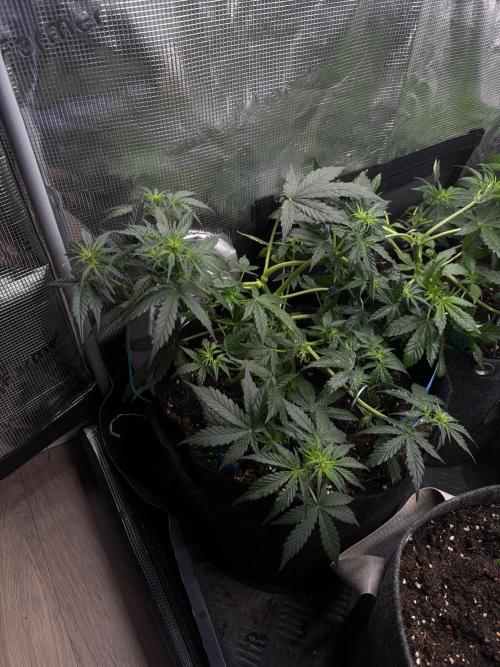 Mixed Autos. Week 6