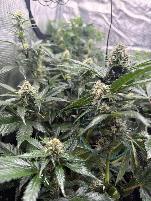 Mixed Autos. Week 8 - Fastbuds are fast