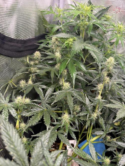 Mixed Autos. Week 8 - Sensiseeds 