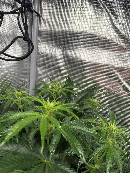 Mixed Autos. Week 8 - Apple Fritter
