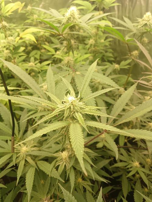 Run N2 Coffee Creamer x 50 Dragons. Week 4