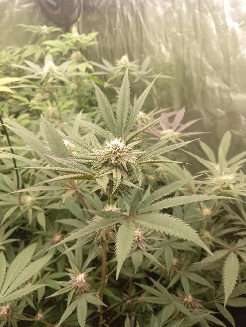 Run N2 Coffee Creamer x 50 Dragons. Week 4