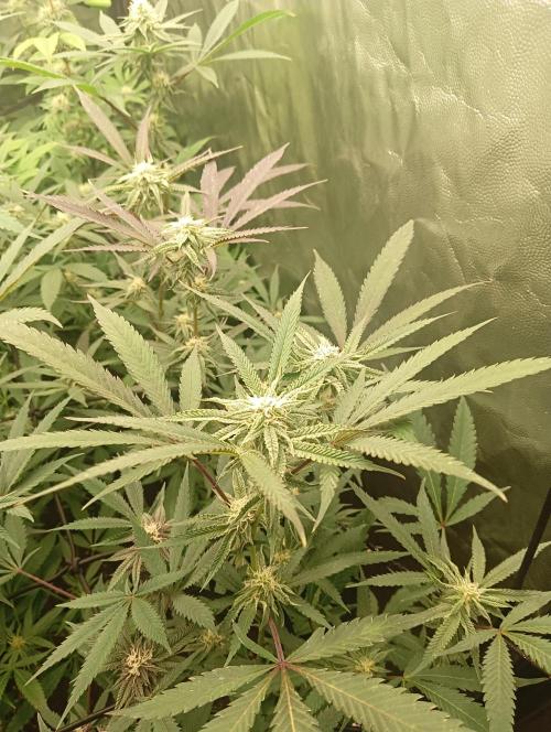 Run N2 Coffee Creamer x 50 Dragons. Week 4