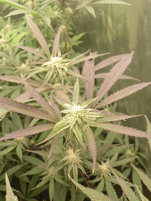 Run N2 Coffee Creamer x 50 Dragons. Week 4