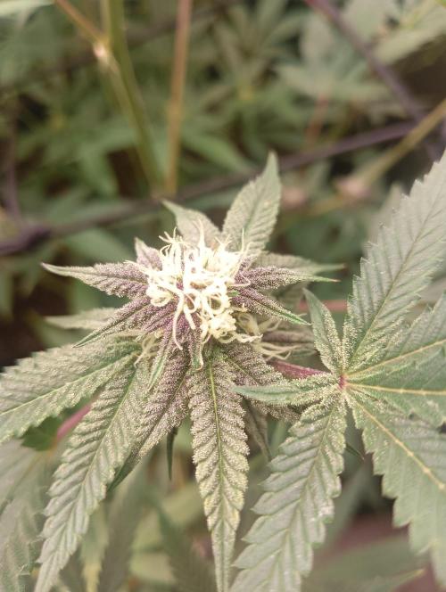 Run N2 Coffee Creamer x 50 Dragons. Week 4