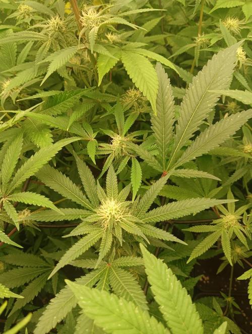 Run N1 Critical X. Week 4