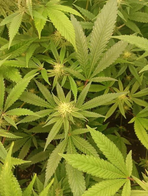 Run N1 Critical X. Week 4