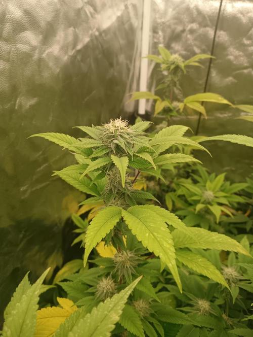 Run N1 Gorilla Glue Fast Own Cut. Week 4