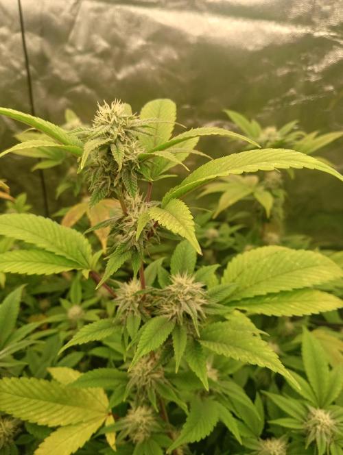 Run N1 Gorilla Glue Fast Own Cut. Week 4