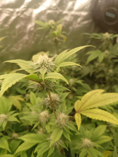 Run N1 Gorilla Glue Fast Own Cut. Week 4